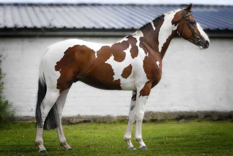 most expensive horse breeds