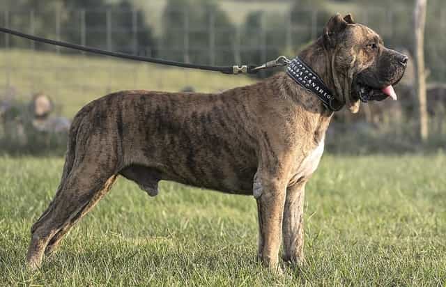 most aggressive dog breeds