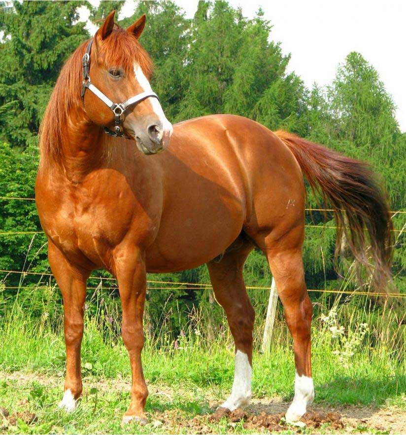 most expensive horse breed