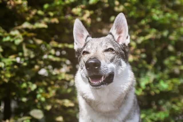 most dangerous dog breeds